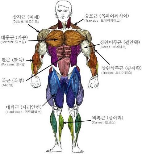 인체 근육